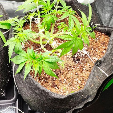 Green Crack CBD growlog timeline photo