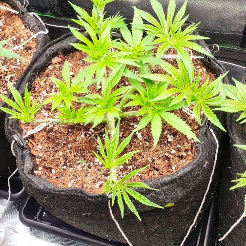 Green Crack CBD growlog timeline photo