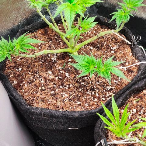 Green Crack CBD growlog timeline photo