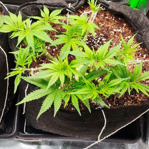 Green Crack CBD growlog timeline photo