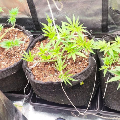 Green Crack CBD growlog timeline photo