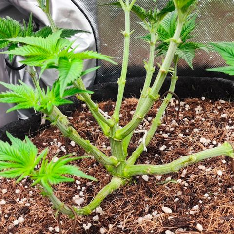 Green Crack CBD growlog timeline photo