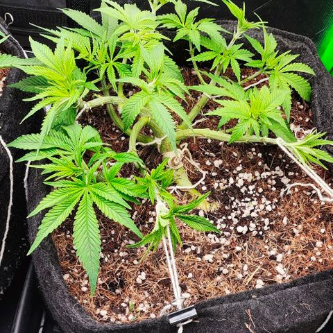 Green Crack CBD growlog timeline photo