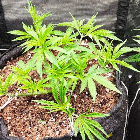 Green Crack CBD growlog timeline photo