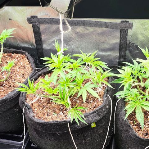Green Crack CBD growlog timeline photo