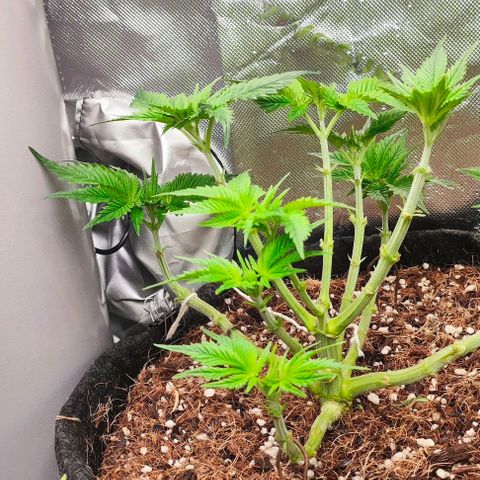 Green Crack CBD growlog timeline photo