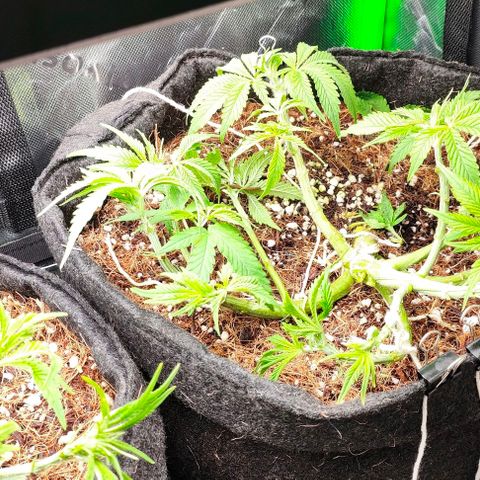 Green Crack CBD growlog timeline photo