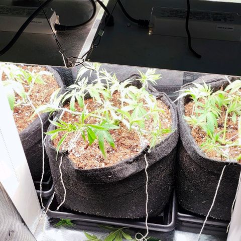 Green Crack CBD growlog timeline photo