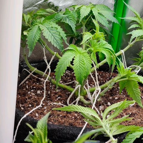 Green Crack CBD growlog timeline photo