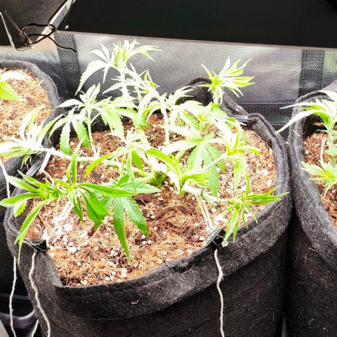 Green Crack CBD growlog timeline photo