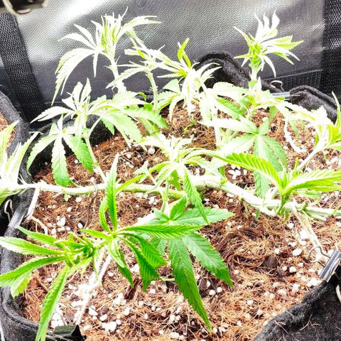 Green Crack CBD growlog timeline photo