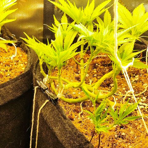 Green Crack CBD growlog timeline photo