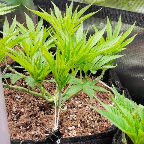 Green Crack CBD growlog timeline photo