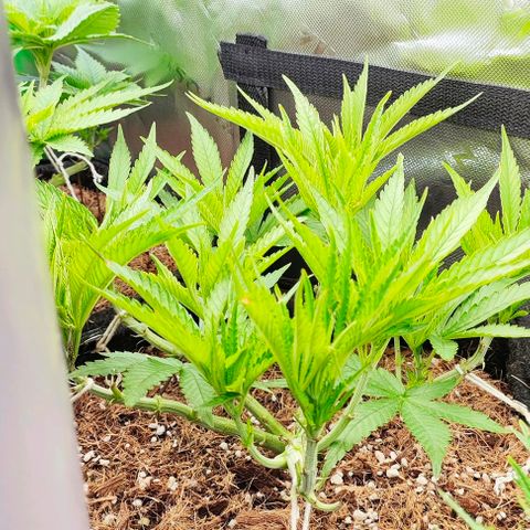 Green Crack CBD growlog timeline photo