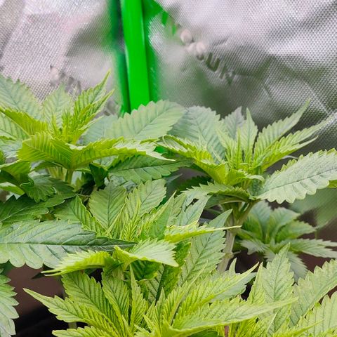 Green Crack CBD growlog timeline photo