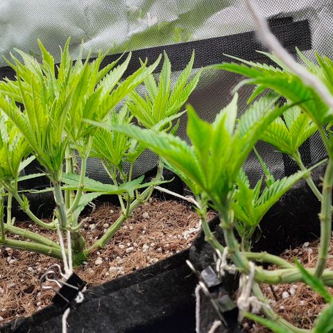 Green Crack CBD growlog timeline photo