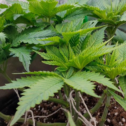 Green Crack CBD growlog timeline photo
