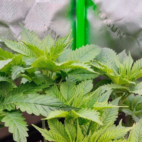 Green Crack CBD growlog timeline photo