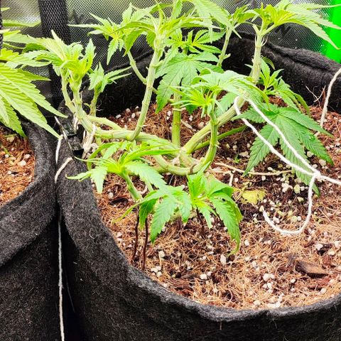 Green Crack CBD growlog timeline photo