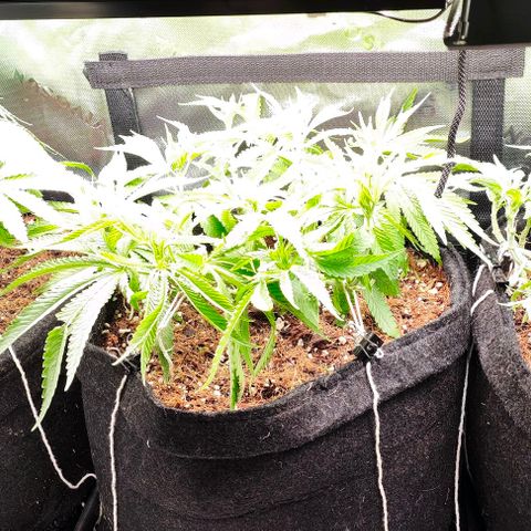 Green Crack CBD growlog timeline photo
