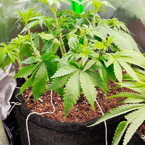 Green Crack CBD growlog timeline photo