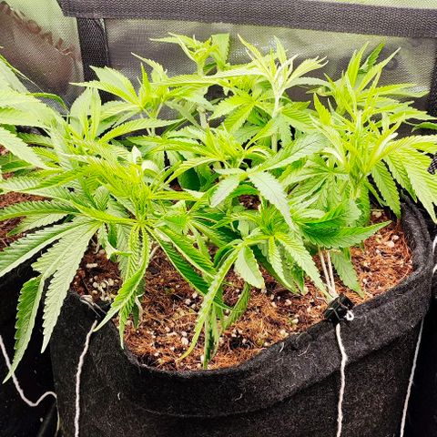 Green Crack CBD growlog timeline photo