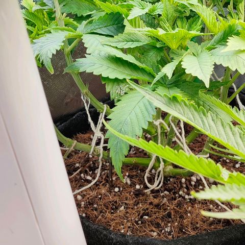 Green Crack CBD growlog timeline photo