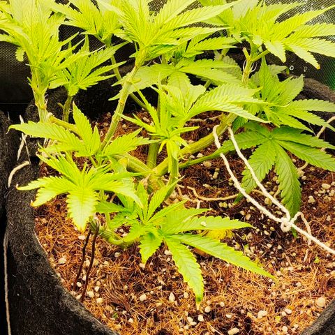 Green Crack CBD growlog timeline photo