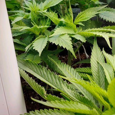 Green Crack CBD growlog timeline photo
