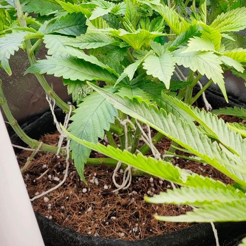 Green Crack CBD growlog timeline photo