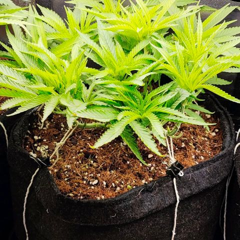 Green Crack CBD growlog timeline photo