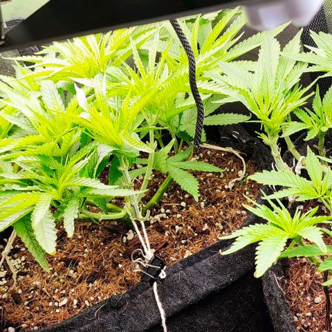 Green Crack CBD growlog timeline photo