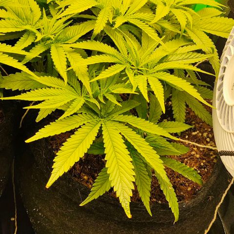 Green Crack CBD growlog timeline photo