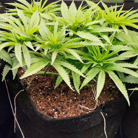 Green Crack CBD growlog timeline photo