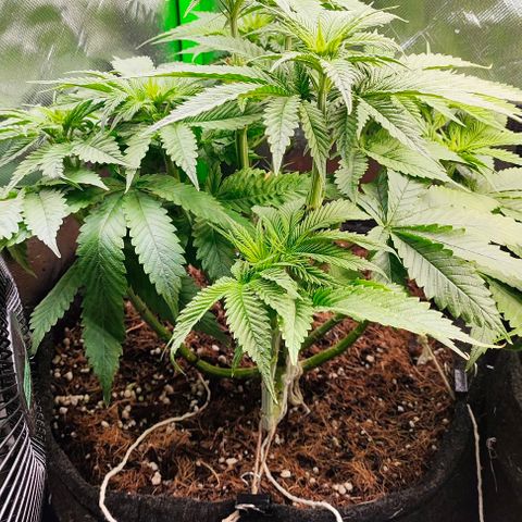 Green Crack CBD growlog timeline photo