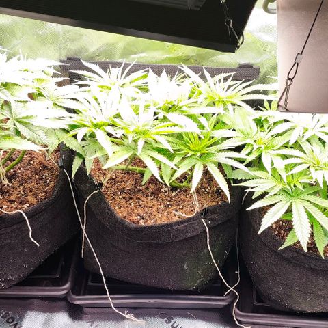 Green Crack CBD growlog timeline photo
