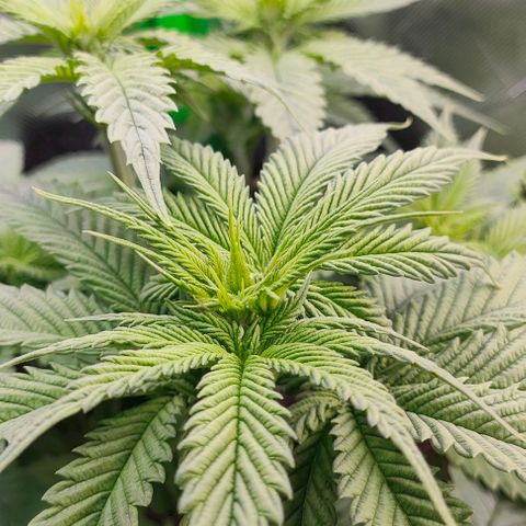 Green Crack CBD growlog timeline photo