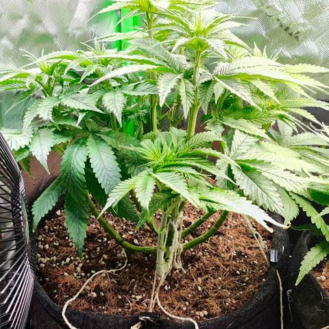 Green Crack CBD growlog timeline photo