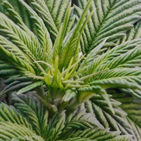 Green Crack CBD growlog timeline photo