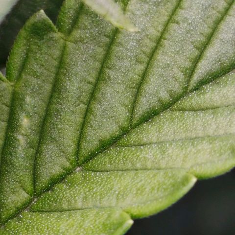 Green Crack CBD growlog timeline photo