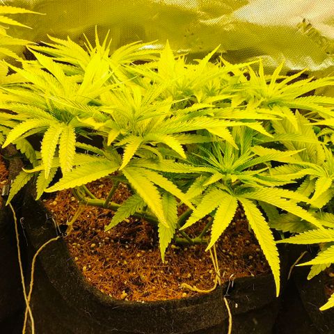 Green Crack CBD growlog timeline photo