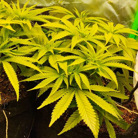 Green Crack CBD growlog timeline photo