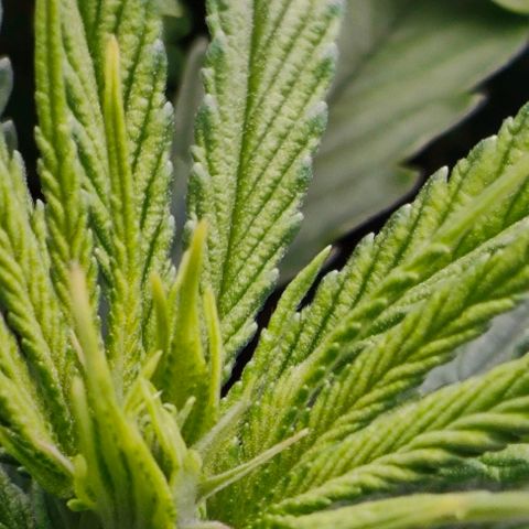 Green Crack CBD growlog timeline photo
