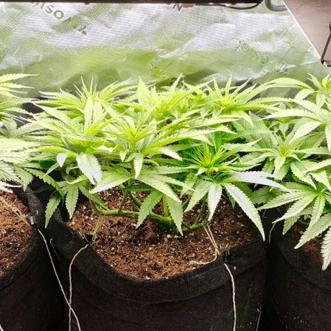 Green Crack CBD growlog timeline photo