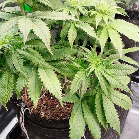Green Crack CBD growlog timeline photo