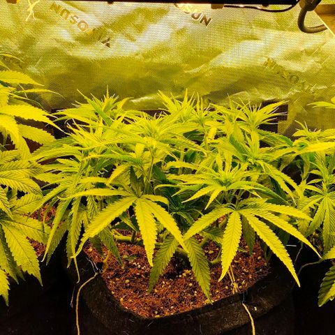 Green Crack CBD growlog timeline photo