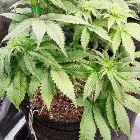Green Crack CBD growlog timeline photo