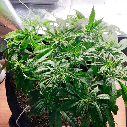 Green Crack CBD growlog timeline photo
