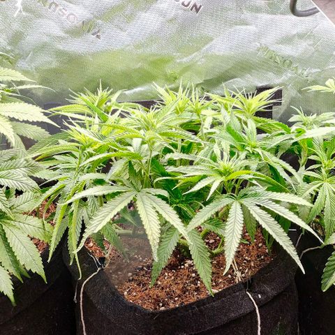 Green Crack CBD growlog timeline photo
