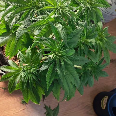 Green Crack CBD growlog timeline photo